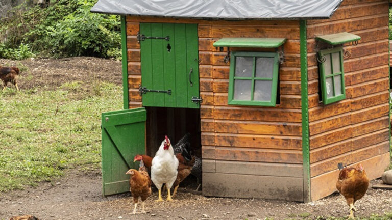 Comment choisir le meilleur poulailler pour 6 poules ?