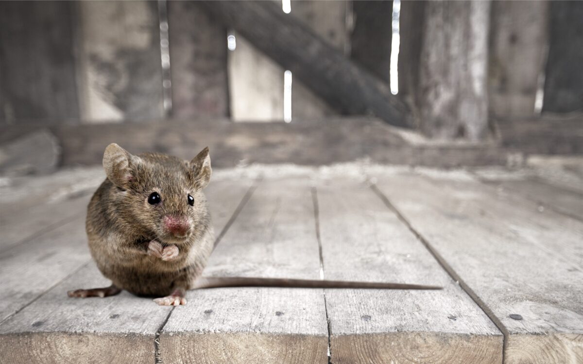 Comment utiliser le bicarbonate de soude pour se débarrasser des souris efficacement ?