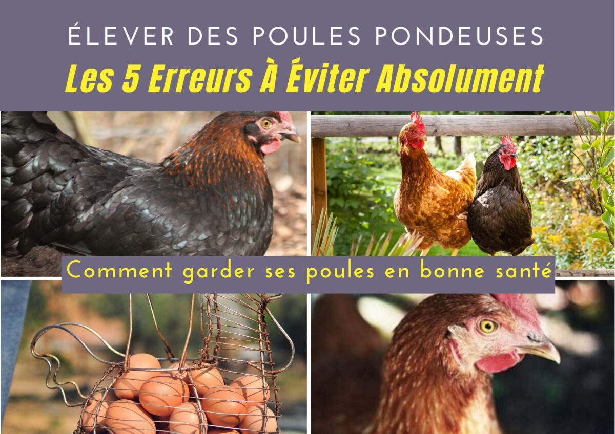 Comment élever une poule cendrée : conseils et astuces