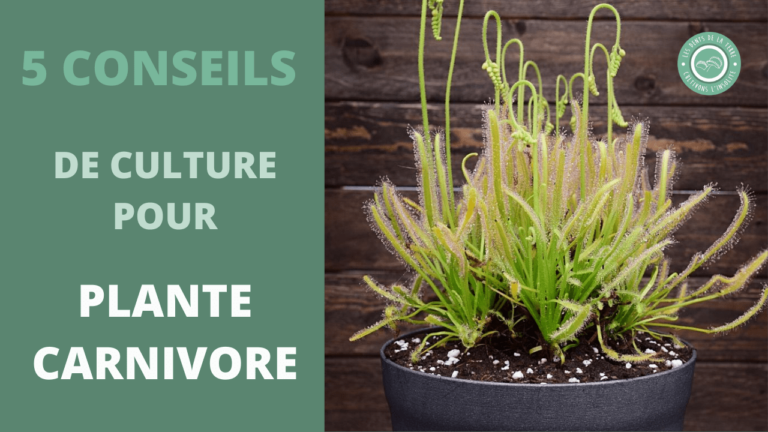 Comment entretenir votre drosera composée pour une croissance optimale ?