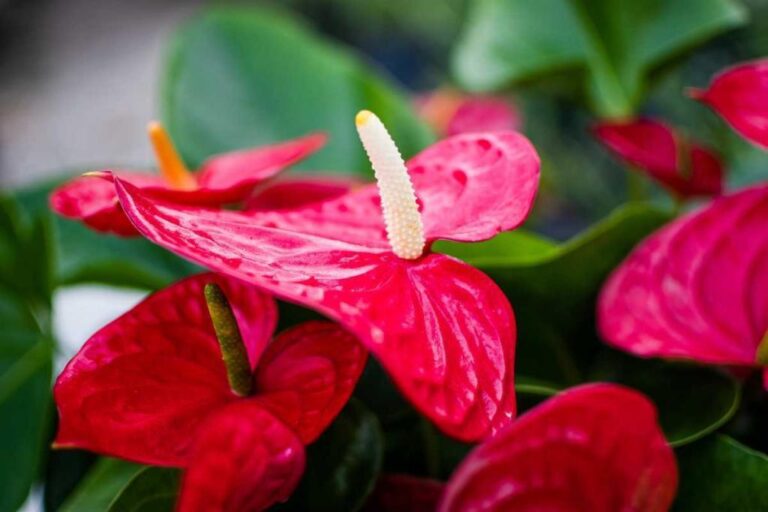 Comment prendre soin de votre plante rouge pour qu'elle garde sa couleur éclatante ?