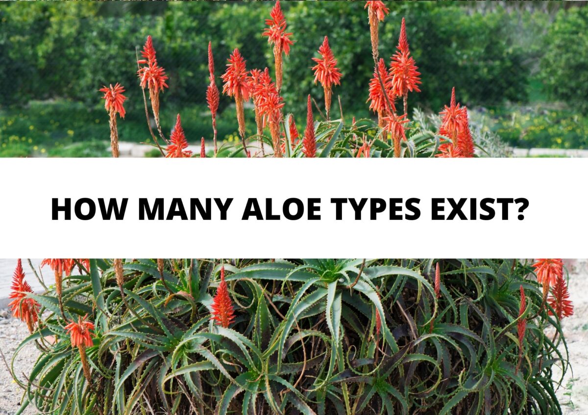 Aloe vera : découvrez les différentes variétés et leurs bienfaits uniques !