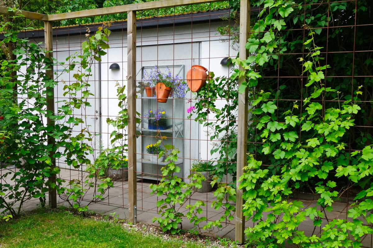 Comment choisir la meilleure plante grimpante pour votre clôture ?