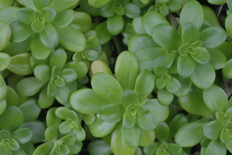 Comment identifier le nom de votre plante grasse ?