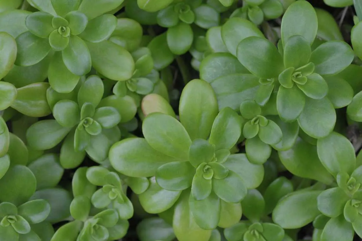 Comment identifier le nom de votre plante grasse ?