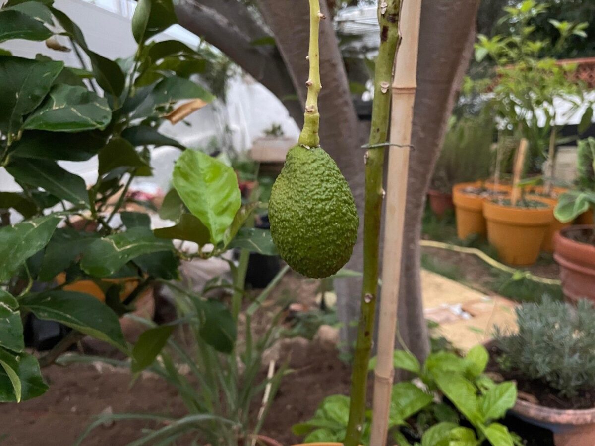 Combien de temps attendre avant que l'avocat ne donne des fruits ?