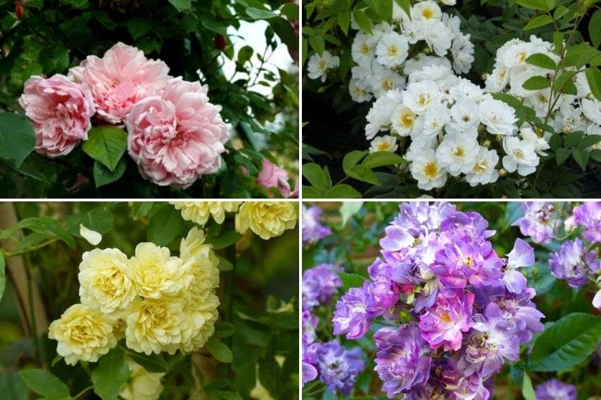 Comment choisir et entretenir une liane rosier pour votre jardin ?
