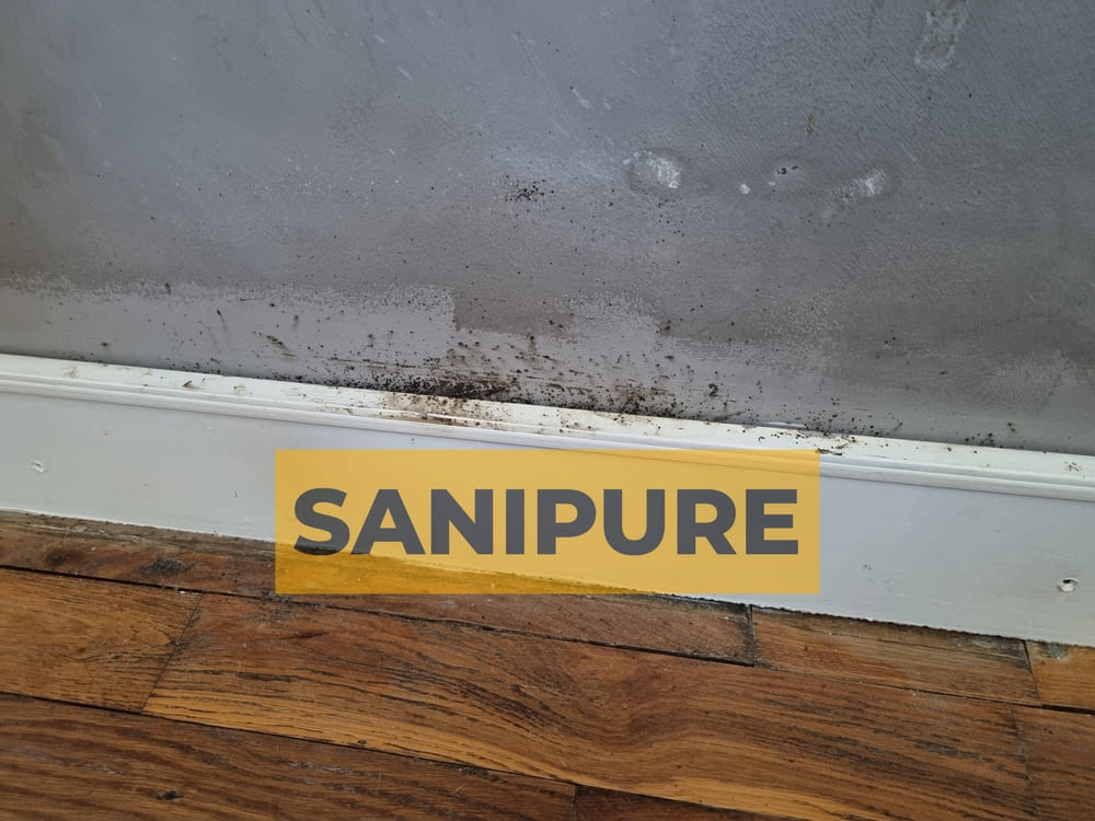 Comment détecter les traces de punaises de lit sur les murs ?