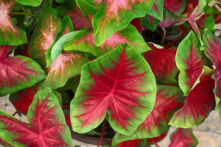 Comment prendre soin de votre plante à feuille rouge pour un intérieur spectaculaire ?