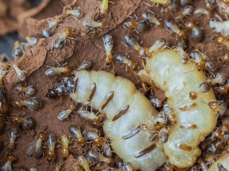 Comment utiliser le xylophène pour traiter efficacement les bois attaqués par les insectes ?