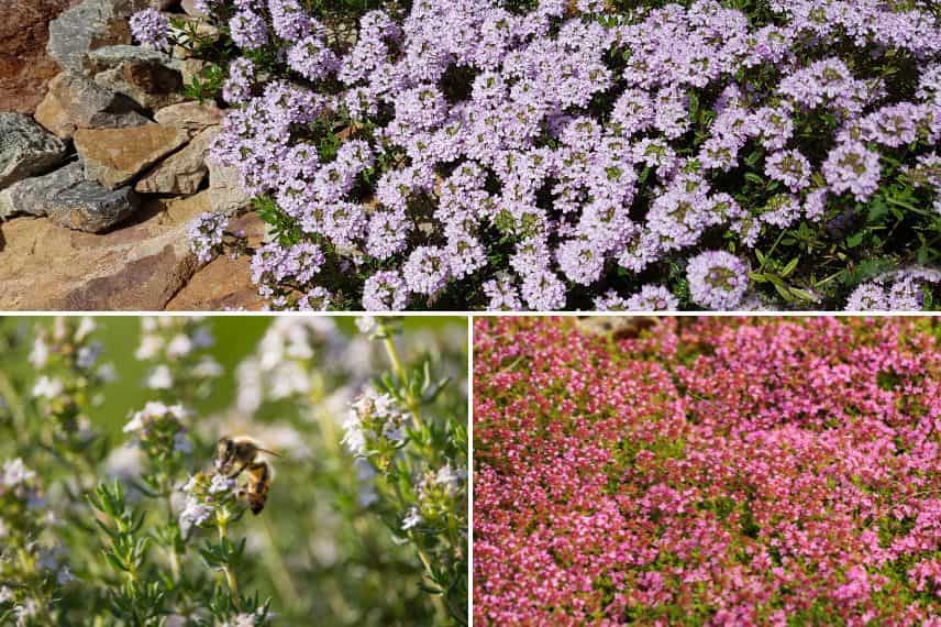 Tulipe, thym ou trèfle : quelle fleur commence par 't' choisir pour mon jardin ?