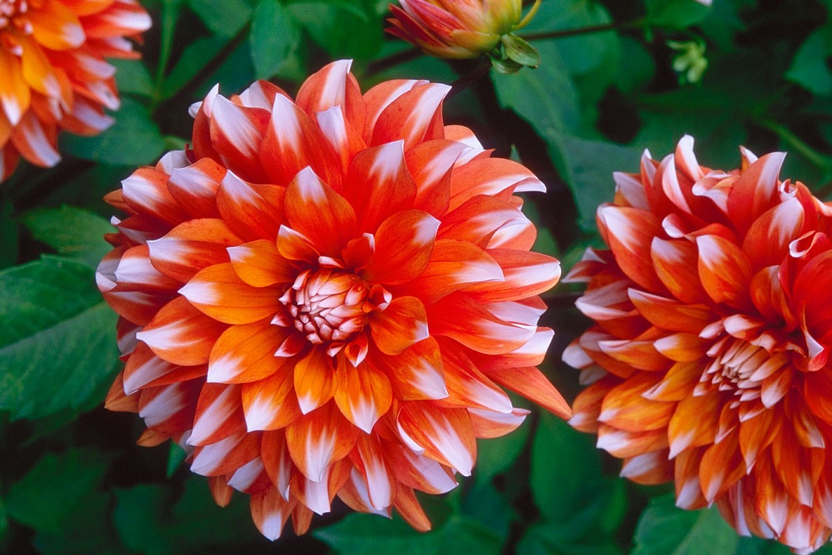 Comment cultiver et entretenir un dahlia nain dans son jardin ?