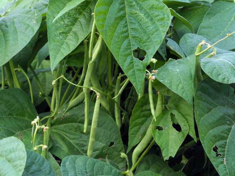 Comment cultiver efficacement le haricot nain dans votre potager ?