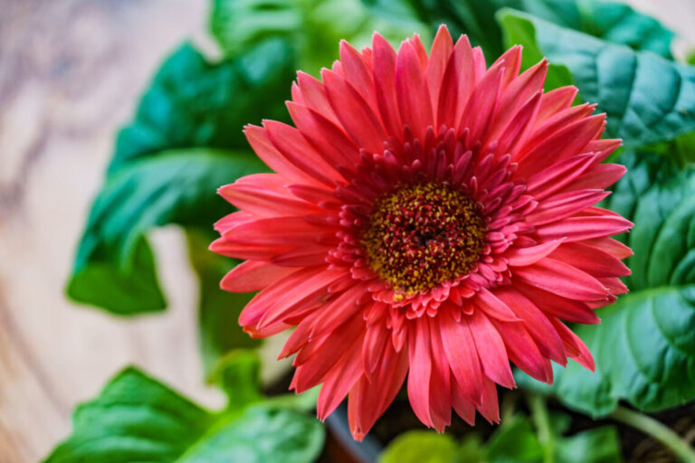 Comment prendre soin de votre Gerbera jamesonii pour une floraison éclatante ?