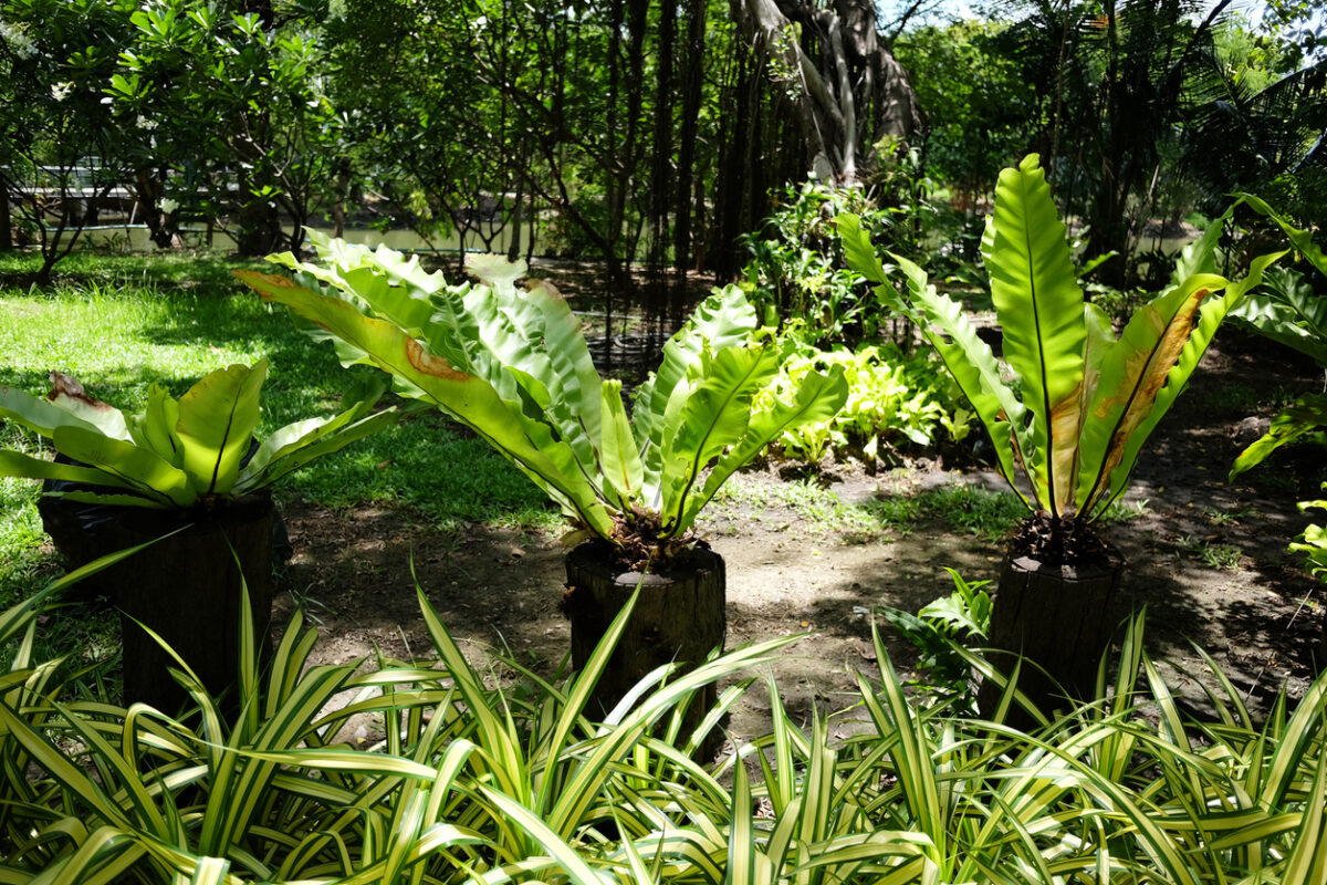 Phytoépuration : l&rsquo;essentiel à connaître sur cet assainissement écoresponsable