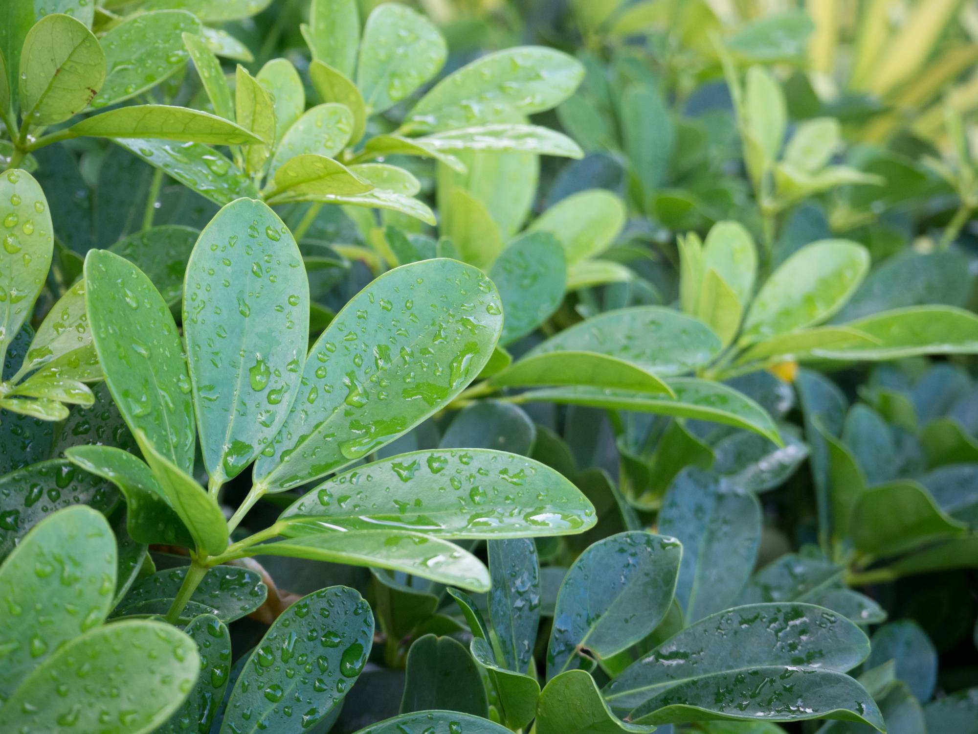 Phytoépuration 