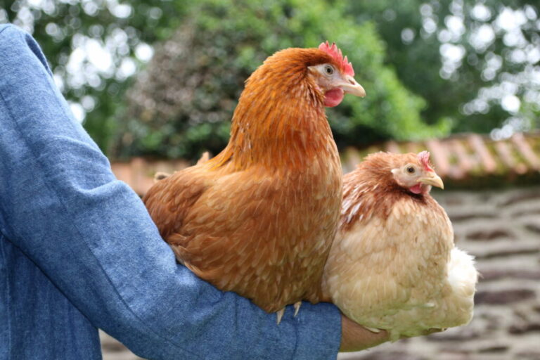 Pourquoi mes poules ne pondent-elles plus ?