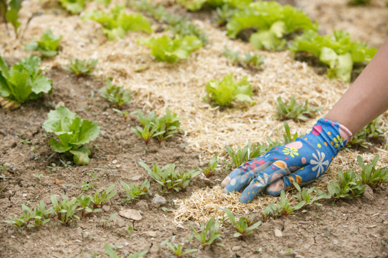 Paillage du potager : quels matériaux choisir et comment pailler en 2026