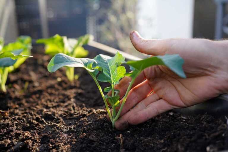Plantation de navettes au jardin : semis, entretien et récolte