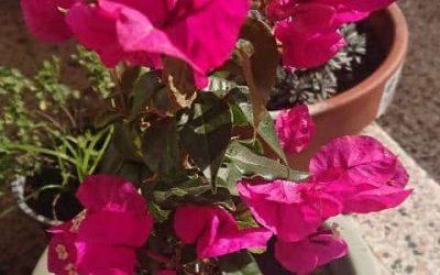 How to water bougainvillea in pots