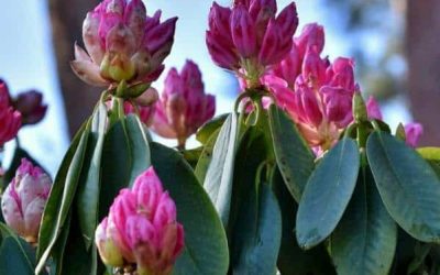 Rhododendron qui ne fleurit pas