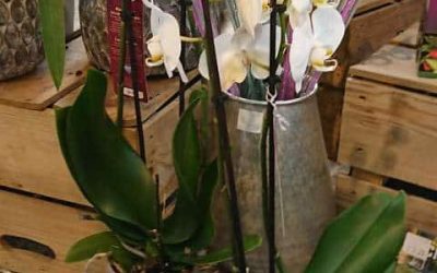 Les meilleurs pots pour faire pousser des orchidées