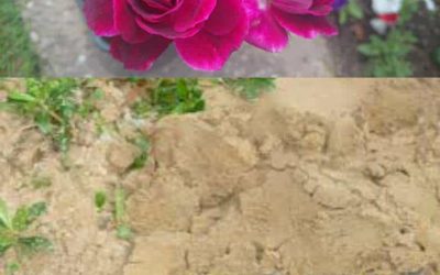 Roses en terre sablonneuse