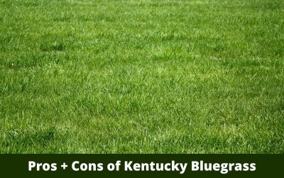 Pros_and_Cons_of_Kentucky_Bluegrass.png.jpg