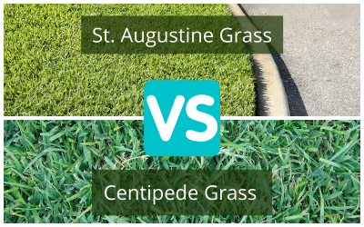 Centipede-Grass-vs-St.-Augustine.png