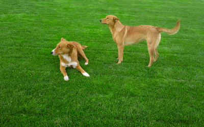 How-Long-to-Keep-Your-Dog-Off-the-Grass-After-Fertilizing.png