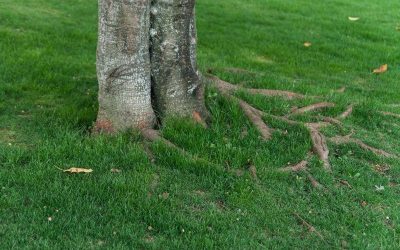 How_to_Stop_Tree_Roots_from_Sprouting_in_Lawn.png.jpg