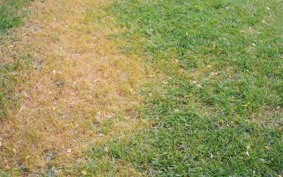 How-to-Remove-Dead-Grass-After-Applying-Roundup.jpg