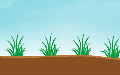 How-to-Plant-St.-Augustine-Grass-Plugs.png