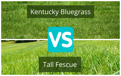 Tall-Fescue-vs-Kentucky-Bluegrass.png
