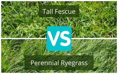 Turf-Comparison-Perennial-Ryegrass-vs-Tall-Fescue.png