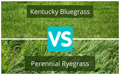 Perennial-Ryegrass-vs-Kentucky-Bluegrass.png