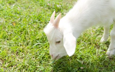 Goats_to_Mow_Lawn.png.jpg