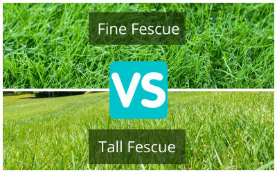 Tall-Fescue-vs-Fine-Fescue.png