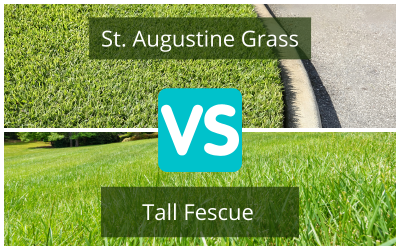 Tall-Fescue-vs-St-Augustine.png