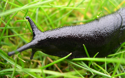 Slug-Infestation-on-Lawn.png