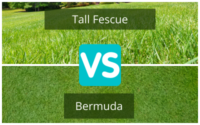 Tall-Fescue-vs.-Bermuda-Grass.png