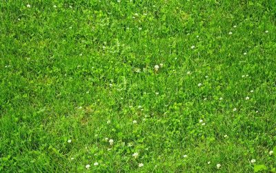 Is_Clover_Good_for_Your_Lawn.png.jpg