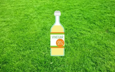 Does-Vinegar-Kill-Lawn-Grass-jpg.webp.webp