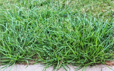 Lawn-Weeds-That-Look-Like-Grass.jpg