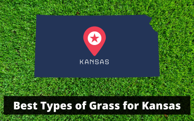 Best-Types-of-Grass-for-Kansas.png