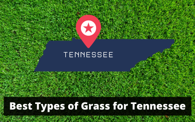 Best-Types-of-Grass-for-Tennessee.png