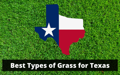 Best-Types-of-Grass-in-Texas.png