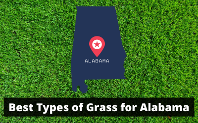 Best-Types-of-Grass-for-Alabama.png