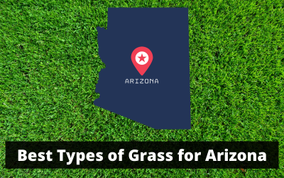 Best-Types-of-Grass-for-Arizona.png