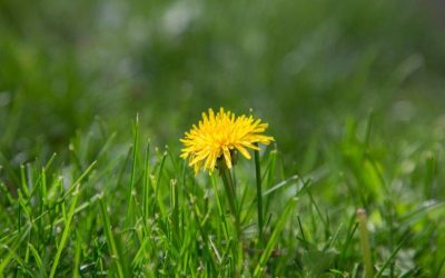 Are_Dandelions_Good_for_Your_Lawn.png.jpg